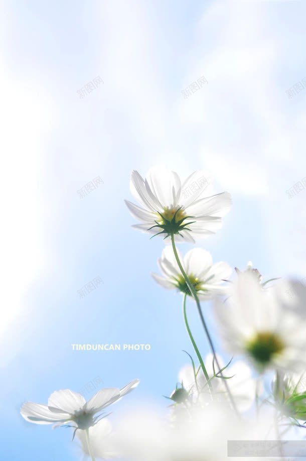 天边白色花朵北海之花jpg设计背景_新图网 https://ixintu.com 北海 天边 白色 花朵