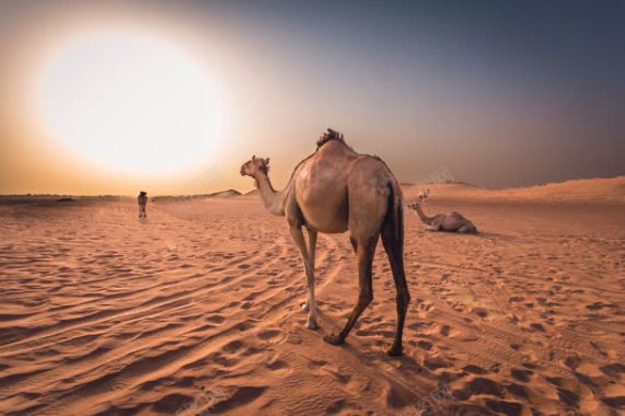 紫色天空沙漠里的骆驼背景