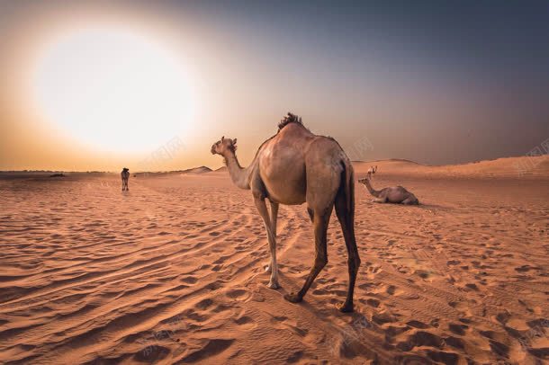 紫色天空沙漠里的骆驼jpg设计背景_新图网 https://ixintu.com 天空 沙漠 紫色 骆驼 骆驼科生物
