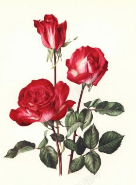 玫瑰手绘写意花卉背景