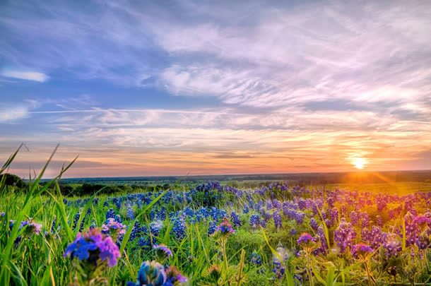 夕阳下的薰衣草花海jpg设计背景_新图网 https://ixintu.com 夕阳 花海