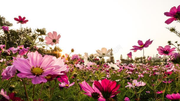 鲜艳开放鲜花花海jpg设计背景_新图网 https://ixintu.com 万紫千红 开放 花海 鲜艳 鲜花