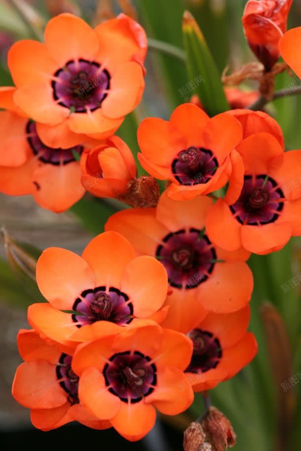唯美橙红色花朵元素jpg设计背景_新图网 https://ixintu.com 元素 橙红色 花朵