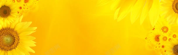 天鹤PNG绚丽金黄色向日葵海报背景背景