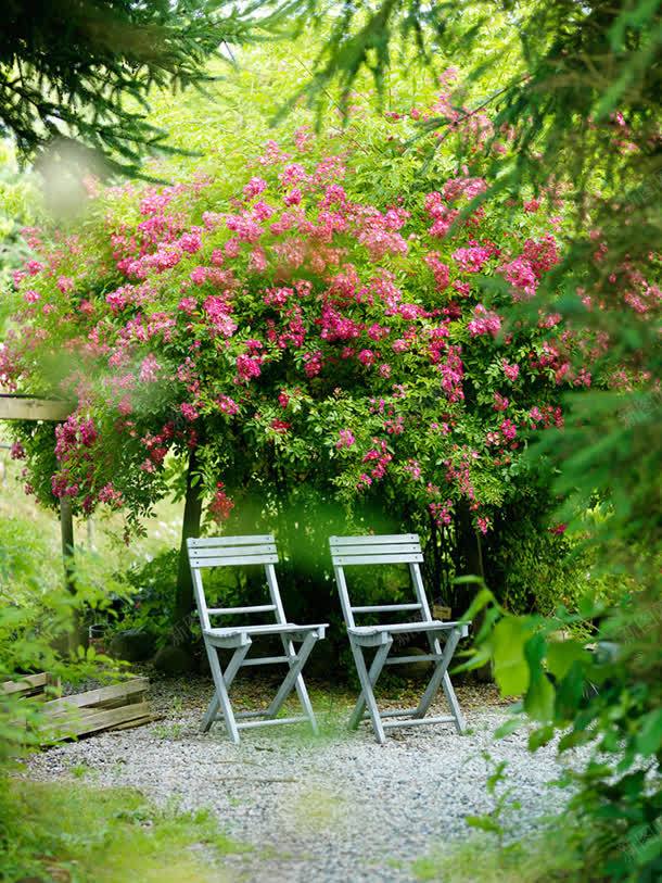 粉色花园两把座椅jpg设计背景_新图网 https://ixintu.com 座椅 粉色 花园