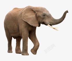非洲森林象大象高清图片