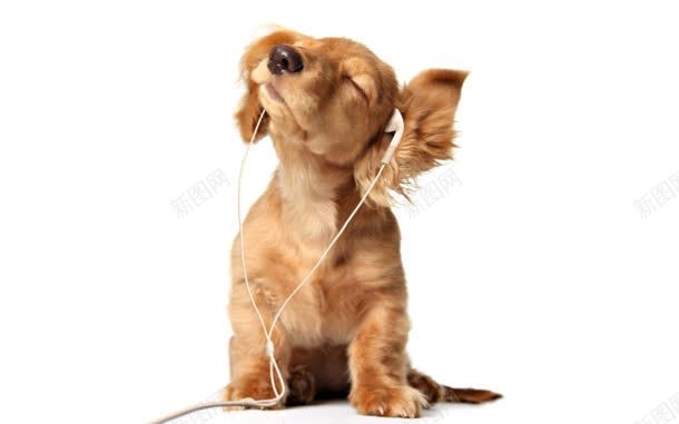 听音乐的可爱小狗壁纸jpg设计背景_新图网 https://ixintu.com 可爱 壁纸 音乐