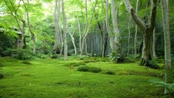 室外木桌场景绿色草地树木室外场景高清图片