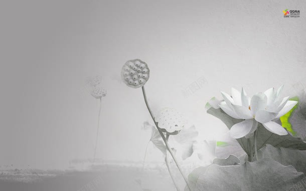 白色荷花唯美时尚jpg设计背景_新图网 https://ixintu.com 时尚 白色 荷花