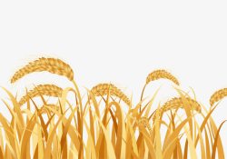 金黄色大米丰收季节金黄色麦穗高清图片