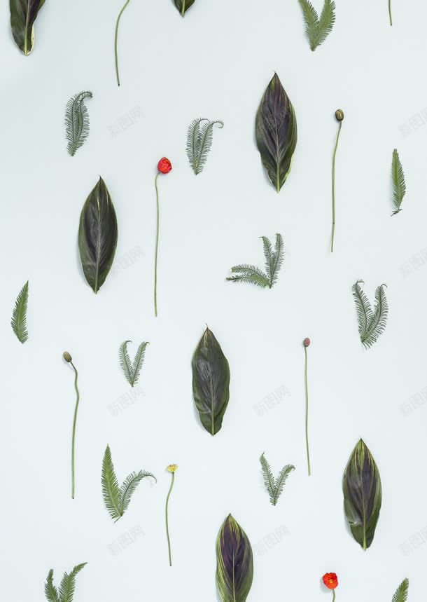 毛绒细叶植物标本集合jpg设计背景_新图网 https://ixintu.com 标本 植物 毛绒 集合