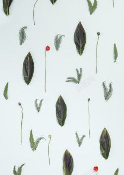 细叶毛绒细叶植物标本集合高清图片