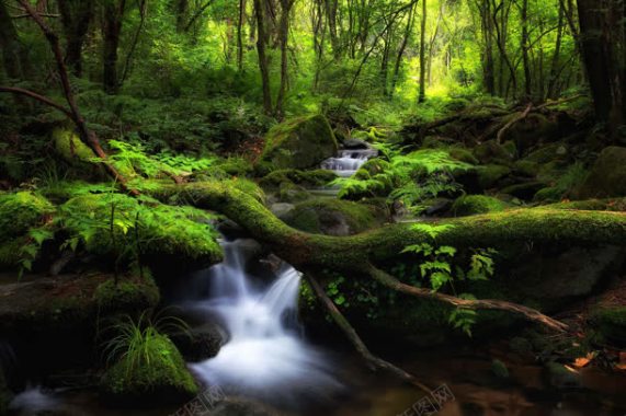 绿色苔藓山间小溪海报背景背景