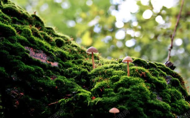 长在青苔上的蘑菇背景