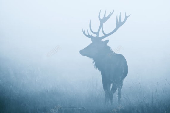 雾中的麋鹿海报背景背景