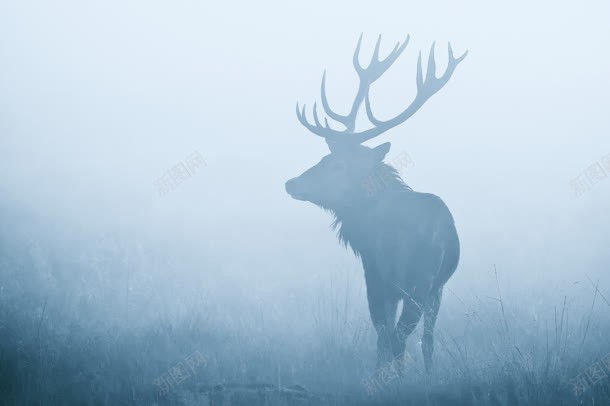 雾中的麋鹿海报背景jpg设计背景_新图网 https://ixintu.com 海报 背景 麋鹿