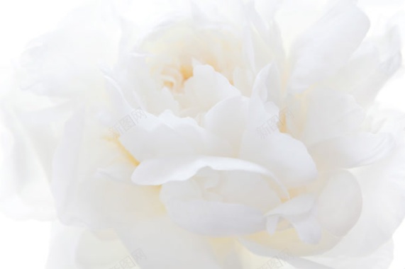 纯色背景白色花朵背景背景