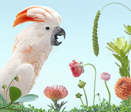 白色鹦鹉植物海报背景背景