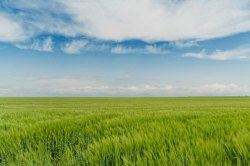 绿色水稻天空下的田地背景高清图片