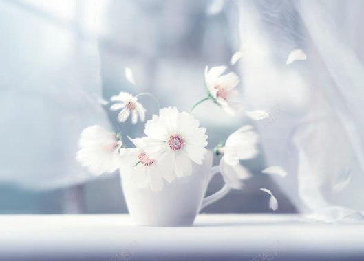 白色花朵纯洁生活背景