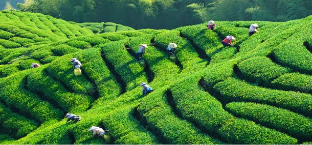 绿色茶山背景摄影图片