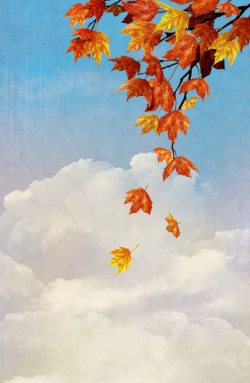 枫树叶秋天落叶与天空高清图片