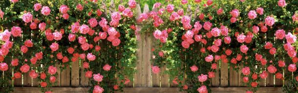 玫瑰花环唯美篱笆玫瑰花海报背景背景