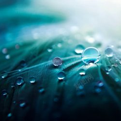 小清新壁纸高清小清新水珠壁纸高清图片