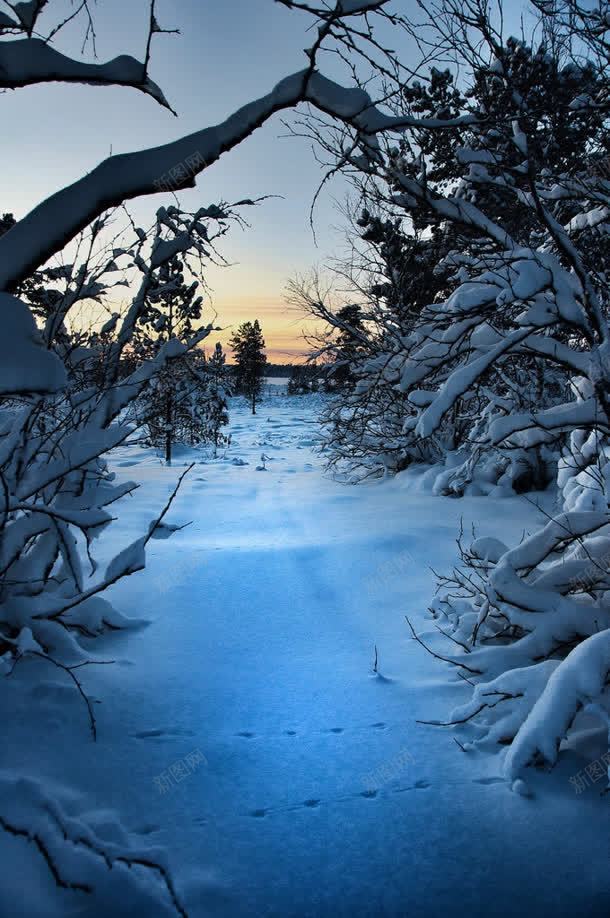 夕阳雪后树林壁纸jpg设计背景_新图网 https://ixintu.com 壁纸 夕阳 树林 雪后