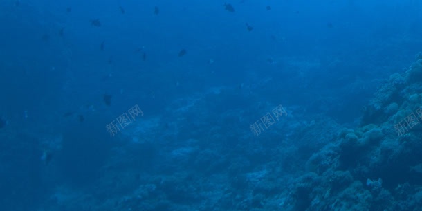 蓝色的海底世界植物jpg设计背景_新图网 https://ixintu.com 世界 植物 海底 蓝色