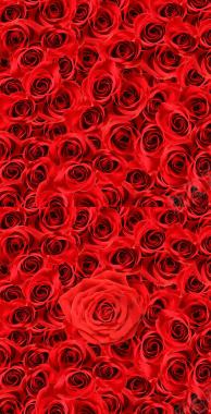 红色玫瑰花壁纸背景