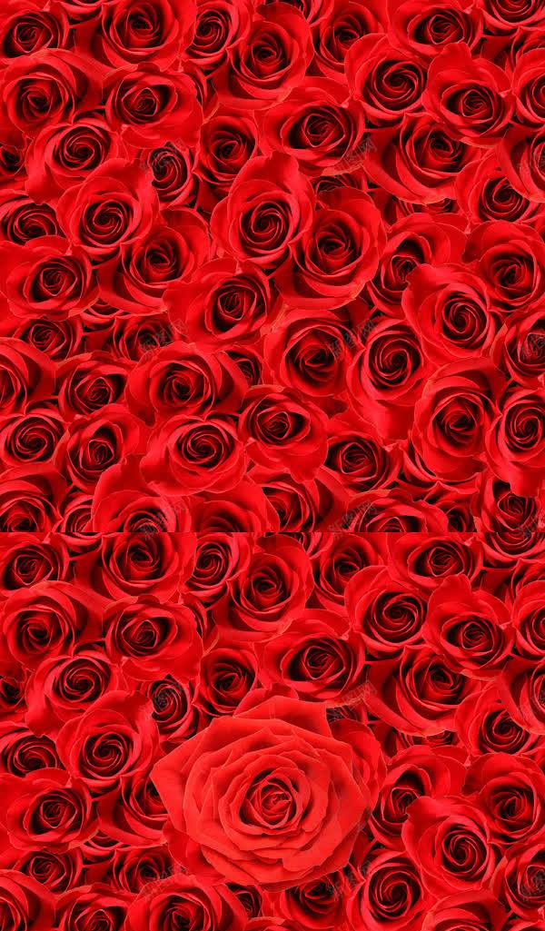 红色玫瑰花壁纸jpg设计背景_新图网 https://ixintu.com 壁纸 玫瑰花 红色