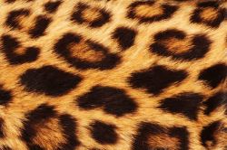 动物毛皮背景豹纹理高清图片