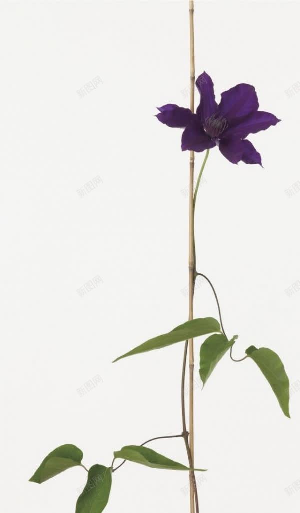 紫色花卉摄影jpg_新图网 https://ixintu.com 图片 摄影 紫色 花卉