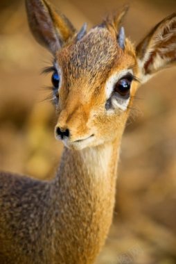 大眼睛长睫毛可爱小鹿背景