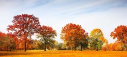 黄色树林秋季公园美丽的树下摄影高清图片