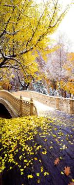 秋天黄色枫树摄影摄影图片