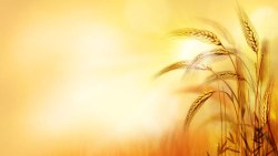 麦子背景图片金色麦穗高清图片