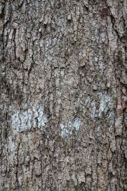 白桦树皮树皮纹理背景高清图片