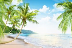 椰树风景蓝天白云与椰树海滩风景高清图片