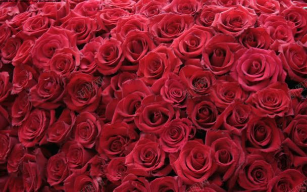 红色的妖姬玫瑰花群背景