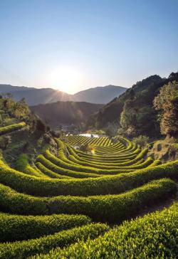 老茶树图茶树山坡日出光照图高清图片