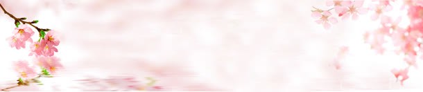 桃花唯美粉色倒影背景bannerjpg设计背景_新图网 https://ixintu.com banner 倒影 唯美 桃花 粉色 背景