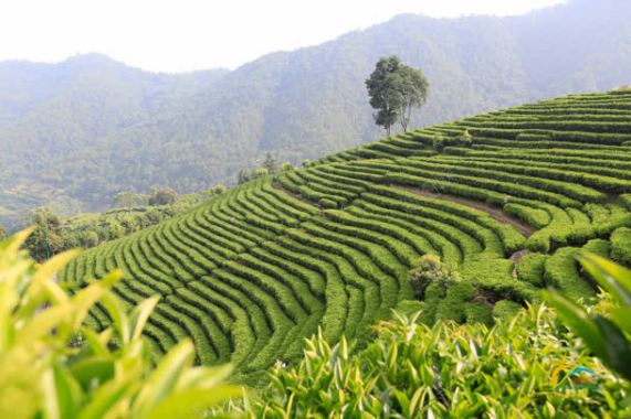 梦幻绿色茶山生态园背景