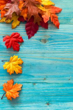 梧桐叶叶子素材秋天梧桐叶与木板背景高清图片