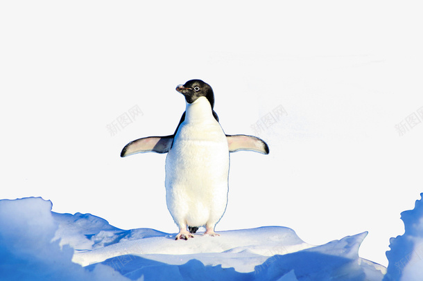 冰山上的呆萌企鹅png免抠素材_新图网 https://ixintu.com 企鹅 冰面 南极 南极雪景 呆萌 模型 笨拙 鸟类