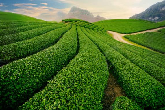 蓝天白云山峰茶叶背景