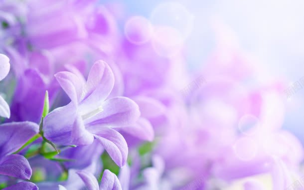 紫色梦幻花丛壁纸jpg设计背景_新图网 https://ixintu.com 壁纸 梦幻 紫色 花丛
