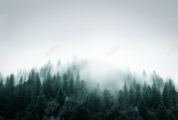 迷雾绿色森林壁纸jpg设计背景_新图网 https://ixintu.com 壁纸 森林 绿色 迷雾