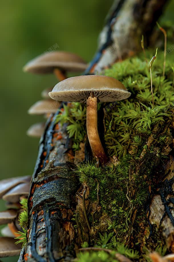 森系蘑菇海报制作jpg设计背景_新图网 https://ixintu.com 制作 森系女 海报 蘑菇
